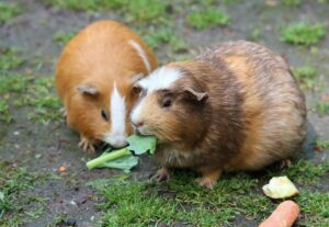 Guinea Pig Law in Switzerland
