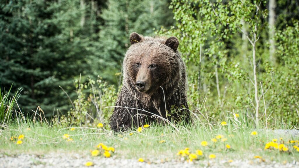 Why Bears Sit and Admire Nature Like Humans
