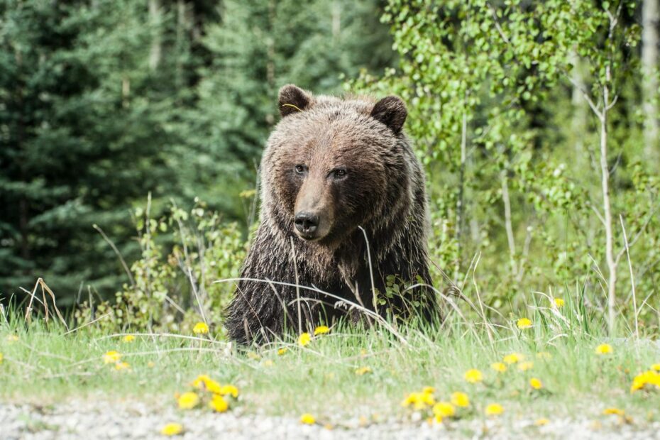 Why Bears Sit and Admire Nature Like Humans