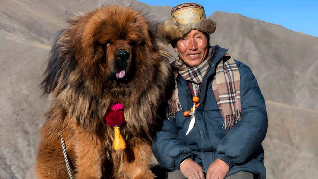 10 Most Expensive Dog Breeds You Can Adopt