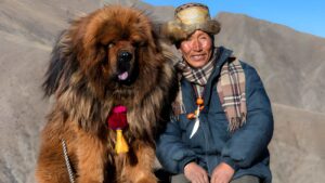 10 Most Expensive Dog Breeds You Can Adopt